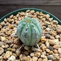 37、Euphorbia pillansii