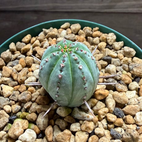37、Euphorbia pillansii