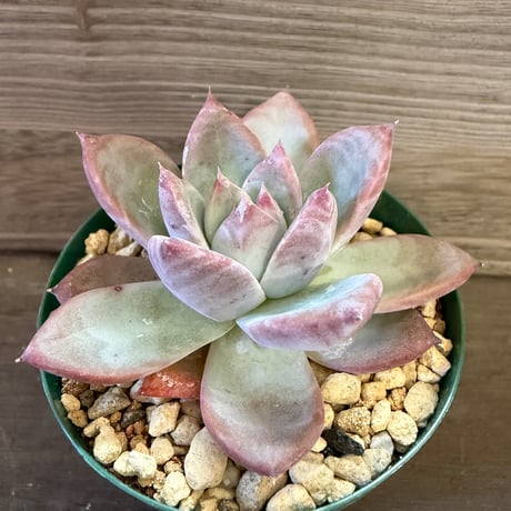 86、Echeveria ’CS-NO-13’ ’lindsayana×Super White’