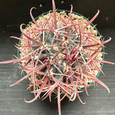62、Ferocactus 赤刺金冠竜×偉冠竜