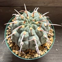 60、Gymnocalycium 一本刺バッテリー