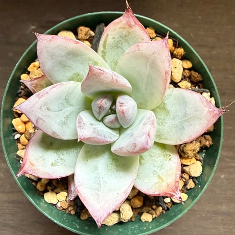 17、Echeveria colorata ’Roof’（実）