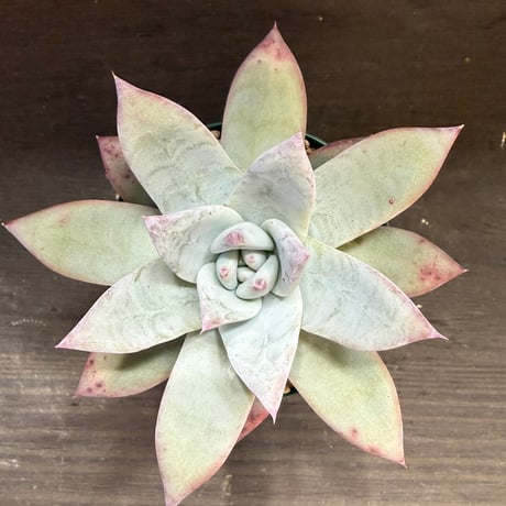 87、Echeveria ’CS-NO-12’ ’Alps×Super White’