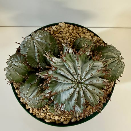 153、Euphorbia horrida