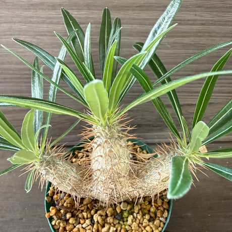 101、Pachypodium rosulatum var.gracilius