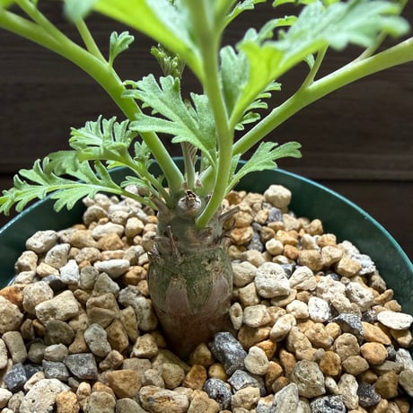 28、Pelargonium ceratophyllum