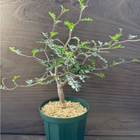 111、Commiphora monstrosa