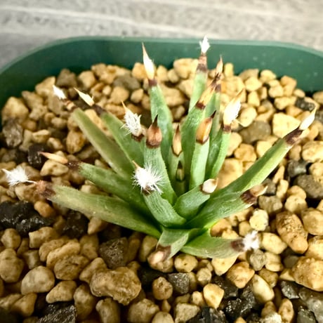 107、Agave albopilosa