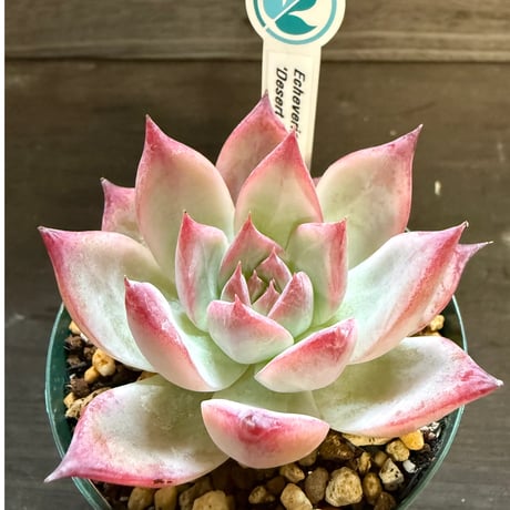 7、Echeveria colorata ’Desert Harmony’（実）