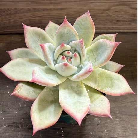 84、Echeveria ’CS-NO-13’ ’lindsayana×Super White’