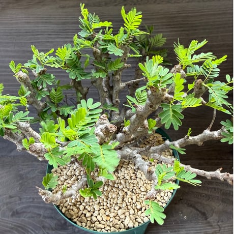 89、Senna meridionalis