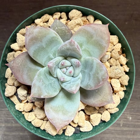 74、Echeveria ’CS-NO-01’ ’Super White’