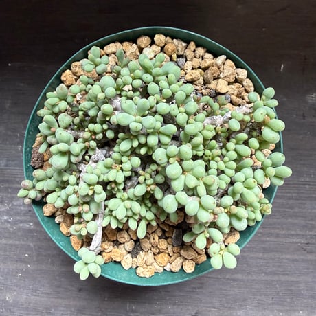 46、Tylecodon sinus-alexandra