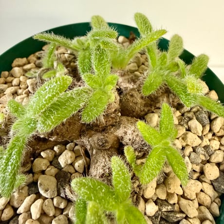 149、Primulina papillosa