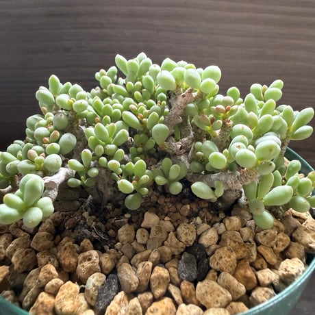 46、Tylecodon sinus-alexandra