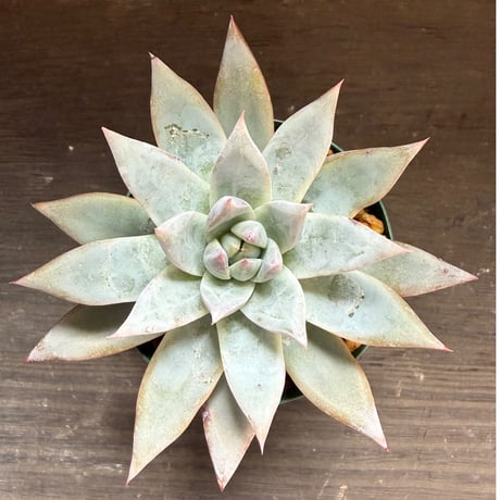 67、Echeveria ’CS-NO-11’ ’CPS02×Wildcolorata’