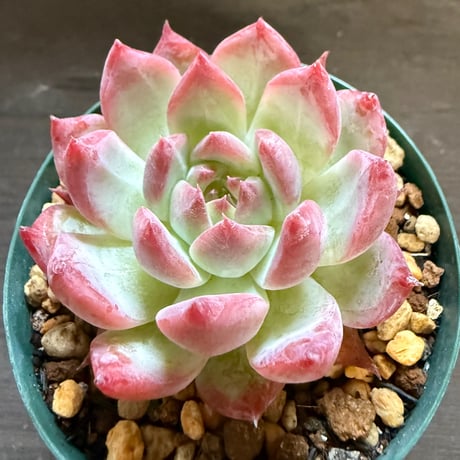 21、Echeveria colorata ’Autentica’（実）