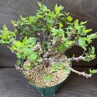 89、Senna meridionalis