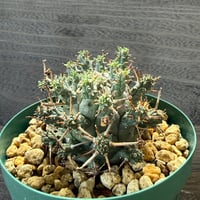 70、Euphorbia decepta