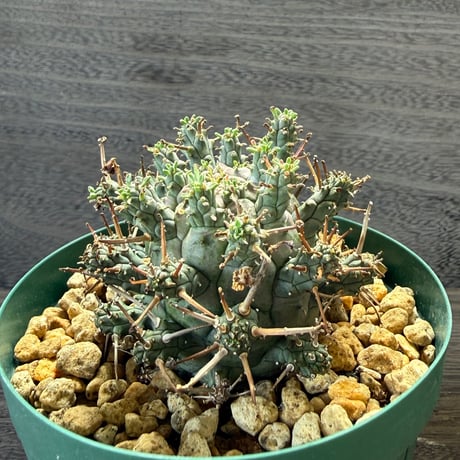 70、Euphorbia decepta
