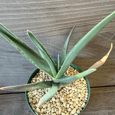 82、Aloe ‘Hercules‘