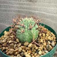 112、Euphorbia 群星冠（メス）