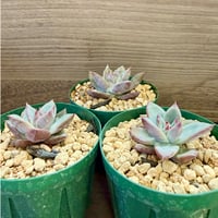 88、Echeveria ’CS-NO-10’ ’CPS02’