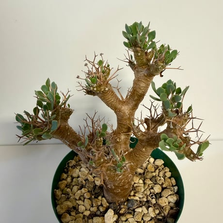 140、Othonna euphorbioides