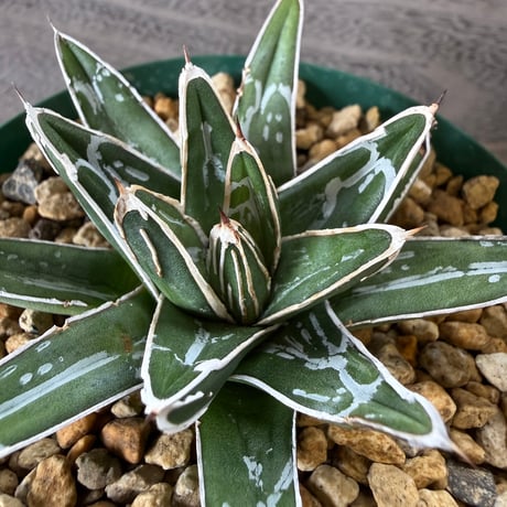 46、Agave 笹の雪NO-03