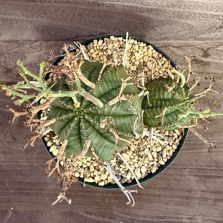 124、Euphorbia valida