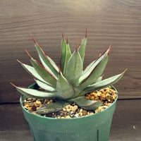 45、Agave ’Green lotus’