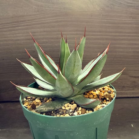 45、Agave ’Green lotus’