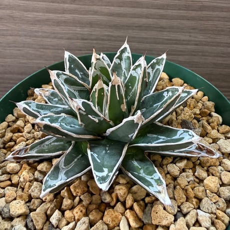 105、Agave 姫笹の雪