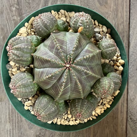 64、Euphorbia obesa f.prolifera