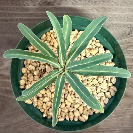 125、Euphorbia longituberculosa