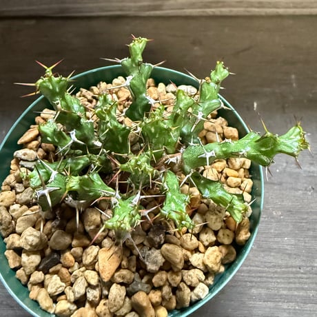 26、Euphorbia lenewtonii