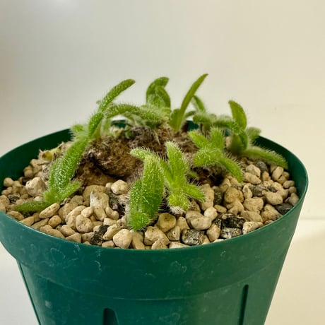 149、Primulina papillosa