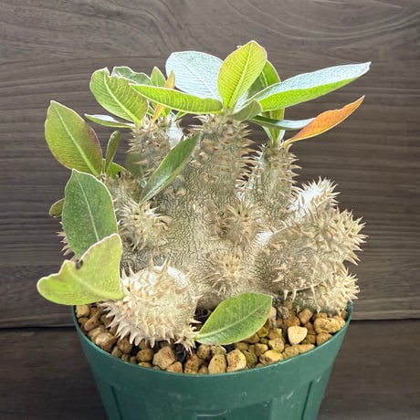 19、Pachypodium 恵比寿大黒