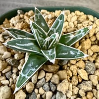 91、Agave 姫笹の雪