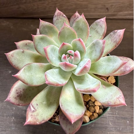 77、Echeveria ’CS-NO-08’ ’コロラータ旧来型’