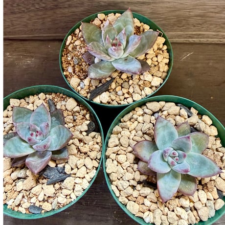 88、Echeveria ’CS-NO-10’ ’CPS02’