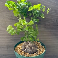 102、Dioscorea elephantipes
