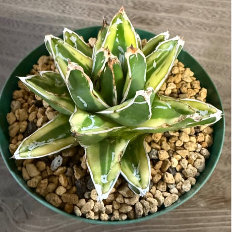 98、Agave 輝山