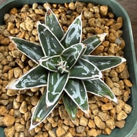 50、Agave 姫笹の雪