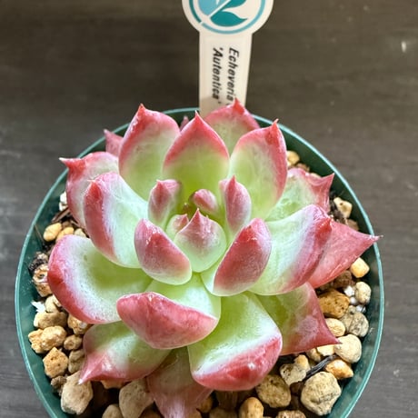 20、Echeveria colorata ’Autentica’（実）