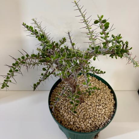 159、Alluaudia comosa