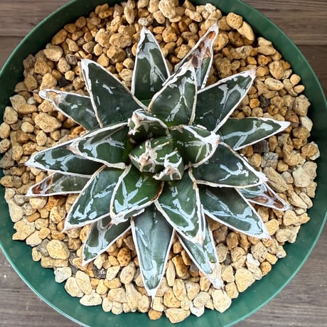 105、Agave 姫笹の雪