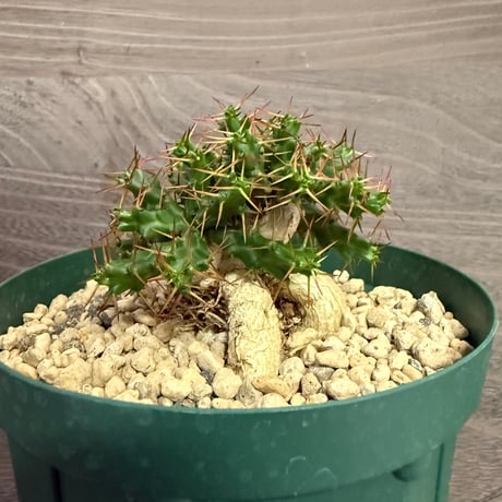 121、Euphorbia stellata ssp.micracantha
