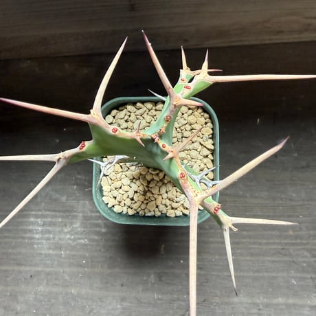 53、Euphorbia triangularis