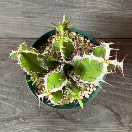 57、Euphorbia mlanjeana